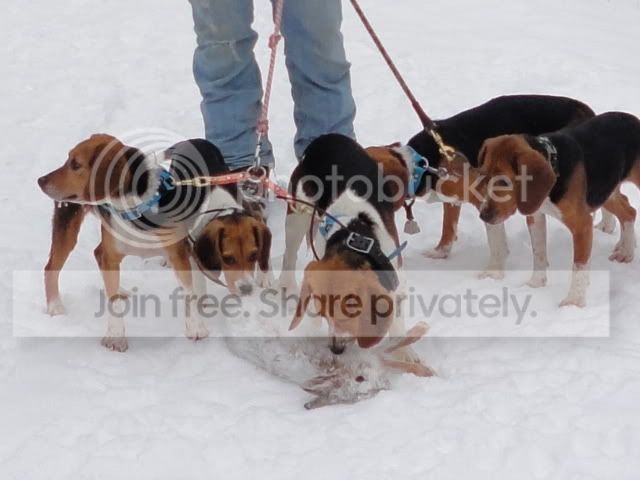 beagle tracking collars