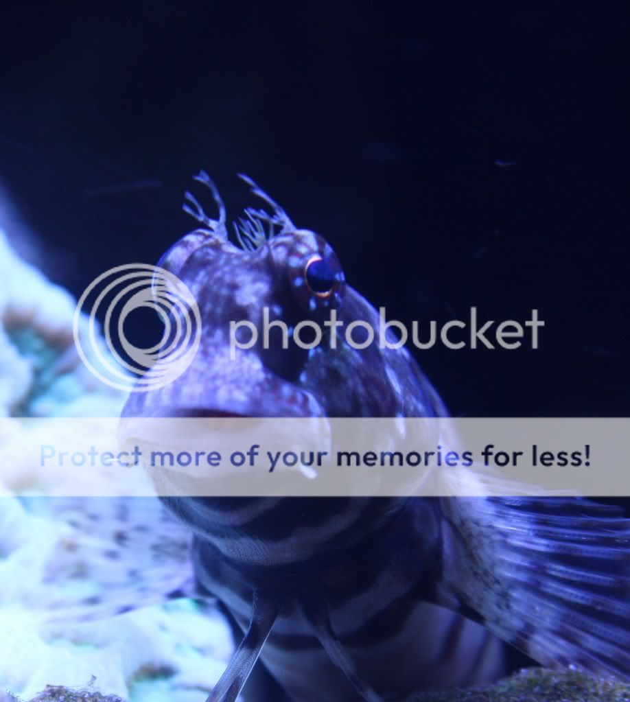 Jewelled Rockskipper