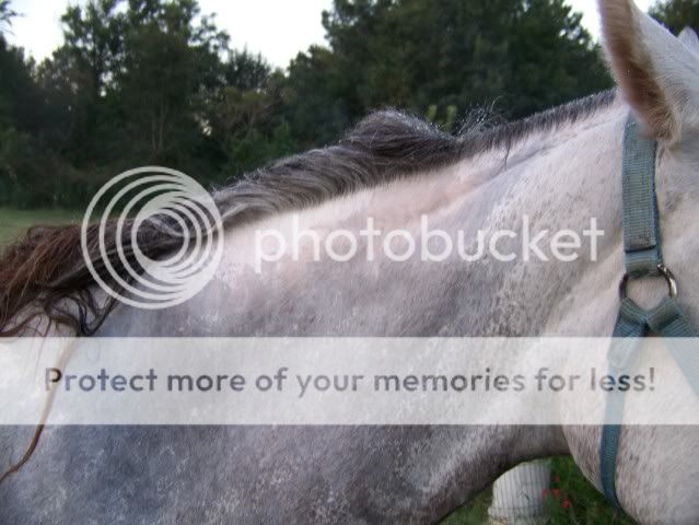 IMAGE(http://i694.photobucket.com/albums/vv309/Hijenks/Khaos/100_4038.jpg)