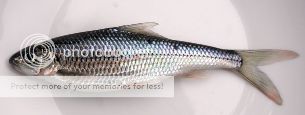 fish.jpg