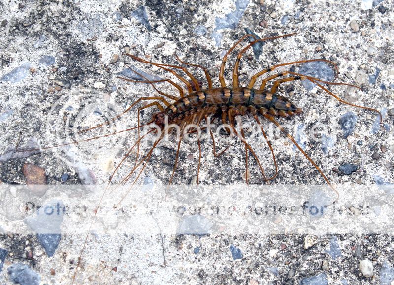Centipide-long-legs-1.jpg
