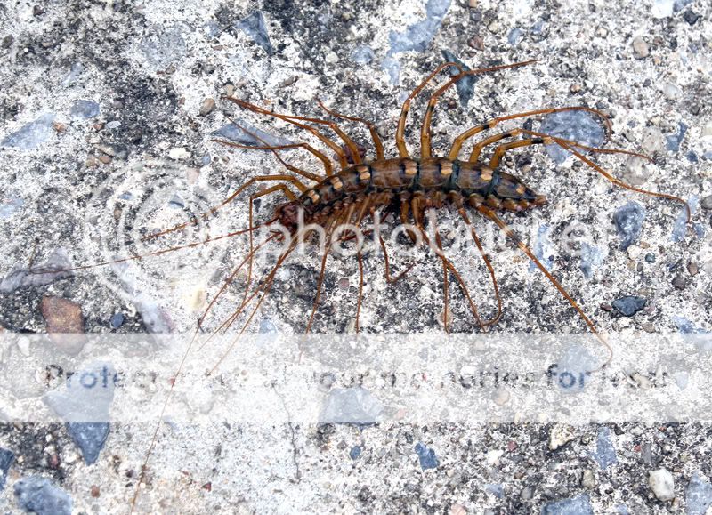 Centipide-long-legs.jpg