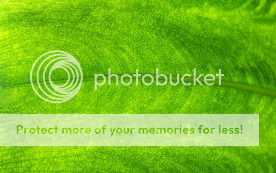 backlit-leaf.jpg