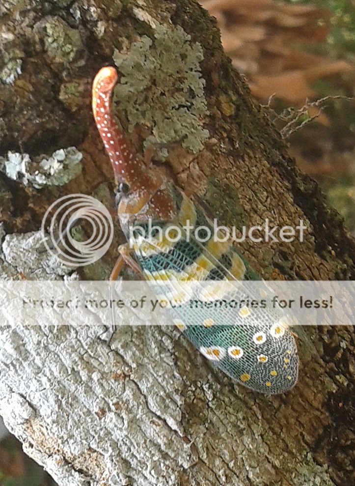 wierd-bug.jpg