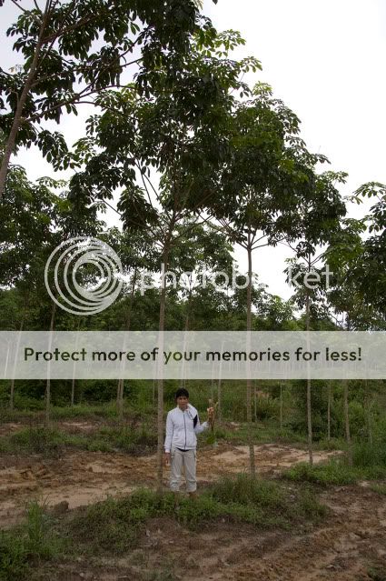 3 year old rubber trees 3 year old rubber trees