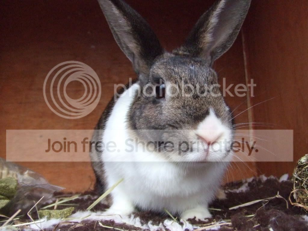 Available Rescue: - Sorbet ...lovely agouti/white dutch girl | Rabbits ...